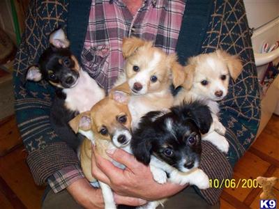 Puppies in CT